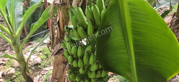 Mersin Anamur Satılık Muz Serası