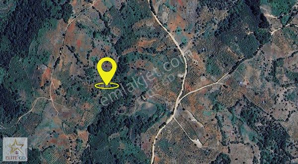 2.209 M2 Kadastro Yolu Olan Yığılca Hacılrda Fırsat Fındık Bah.