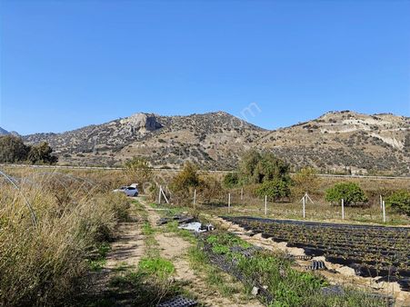 Aydın Kızılcaköy De Satılık 6.488 M2 Hisseli Tarla