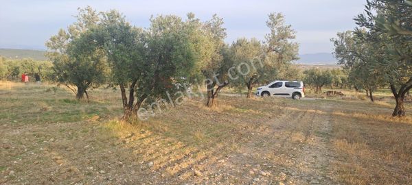 Foça Gerenköy Satılık Zeytinli Tarla