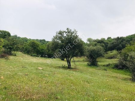 Salihli Erdem Emlaktan Derbent Köyünde Satılık Zeytinli Tarla