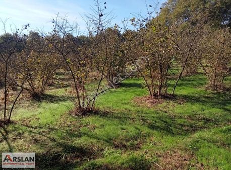 Kandıra Kırkarmutta 18o Ocaklık Fındık Bahçesi 1302m2