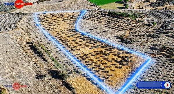 Bergama Çalıbahçede 21,700 M2 Satılık Zeytinlik