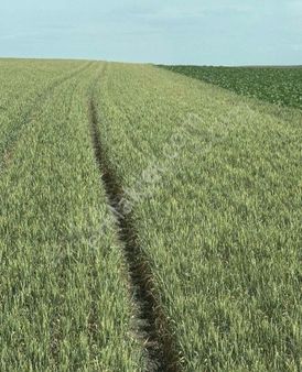 Tekirdağ Oğuz Lu Satılık Tarla