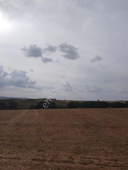 Tekirdağ Süleymanpaşa Oğuz Lu Köyün De Satılık 14 Hisseli Satılık Tarla