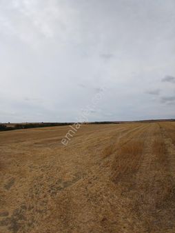 Tekirdağ Oğuz Lu Köyün De Satılık Tarla