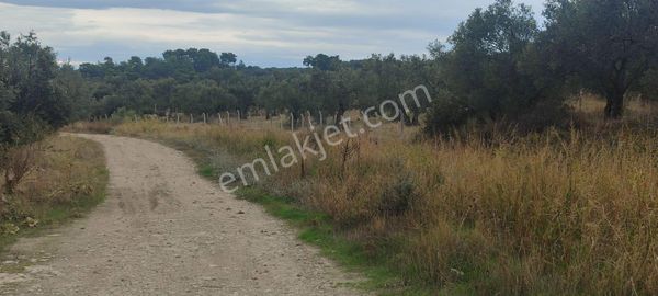 🌿 Ayvalık Gazikemalpaşa’da Yol Önü Zeytinlik – 7.023 M²
