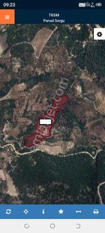 Kumgedik Mahallesinde 26 Dönüm Zeytinlik