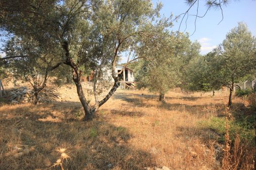 🔴 Aktif'ten Burhaniye Şarköy'de İçerisinde Yapı Bulunan Satılık 3 Dönüm Zeytinlik 🔴🔴