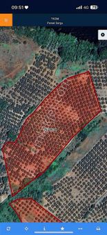 Yalıçiftlik'te Muhteşem Manzaralı Zeytinlik