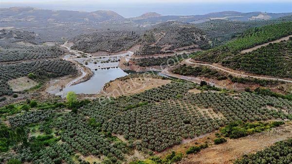 Yalıçiftlik'te Muhteşem Manzaralı Zeytinlik