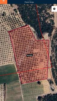 Karakaştan Akhisara 15 Km Mesafede 16 Dönüm Zeytinlik