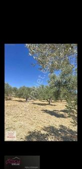 Bergama- Örenli Mahallesinde, Satılık Zeytinlik