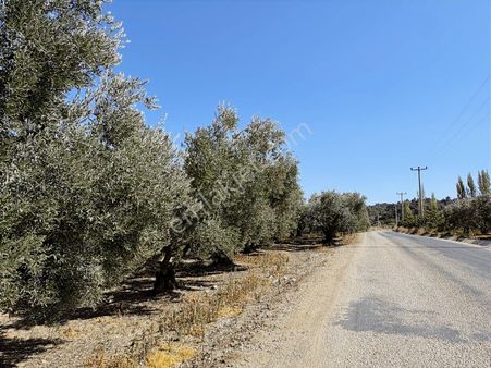 Mudanya Çepni Mahallesinde Yatırımlık Arazi