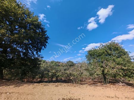 Remax Mavi Kaynarca Eğrioğlu 3780m2 Yatırımlık Fındık Bahçesi