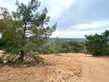 🌴🌴aktif'ten Burhaniye Pelitköy'de Doğa Manzaralı 19326m2 Satılık Zeytinlik 🌴🌴