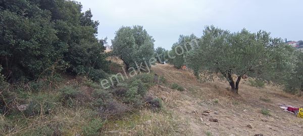 Turpa'dan Sinirli Mh. Satılık Fırsat Tek Tapu Zeytinlik