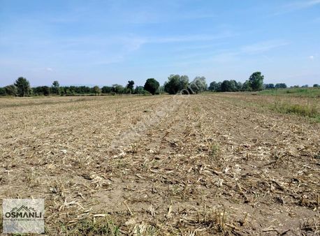 Akyazı'da Otobana Yakın Tarla