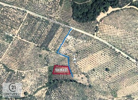 C21 Cius; Adliye Köyü'nde Kadastro Yoluna Cepheli Zeytinlik