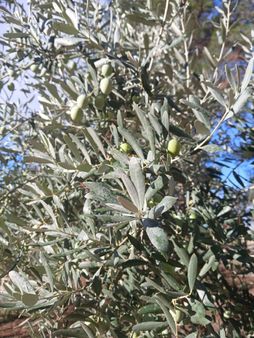 Seferihisar Orhanlı Orta Mahalle Yakınında 5 Dönüm Zeytinlik