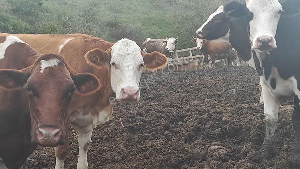 Tekirdağ, Süleymanpaşa,inecik,köyü, Civarında,işletme,faaliyetli,çiftlik