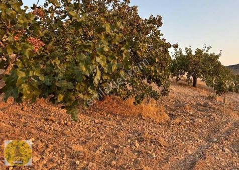 Realite Tapudan Adnan. Esenkuluda Satlık Arsa