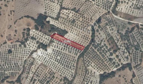 Emlak Buraya/ Manisa Akhisar Arabacıbozköy 1355 M2 Satılık Tarla