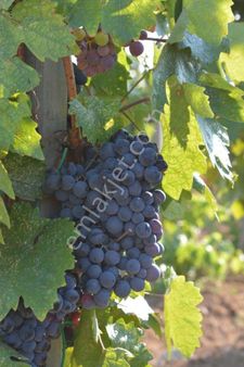 Kalecik De Satılık 10 Dönüm Arazi Meyve Ağaçları Mevcut