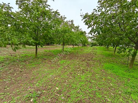 Bulut Yatırımdan 6340 M² İçerisine Villa Yapabileceğiniz Cevizlik