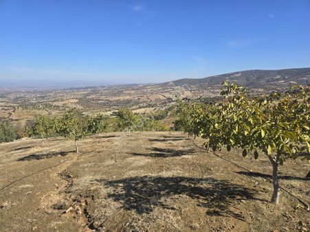 Manisa Kula Bebekli Mah. Satılık Cevizli Tarla