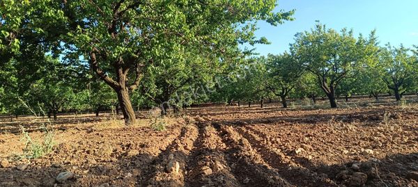 Akçadağ Doğu Mahallesinde Satılık Kayısı Bahçesi