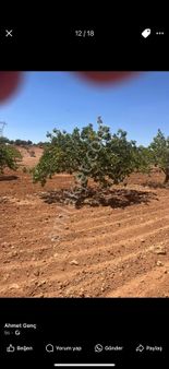 Akyol Gayrimenkul Den Satlık Ooğuzeli Tınazdere Fıstık Tarlası 34 Dönüm