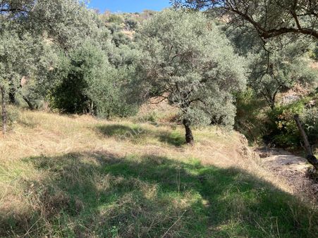 Verimli Uygun Fiyatlı Zeytinlik 7,648 M2