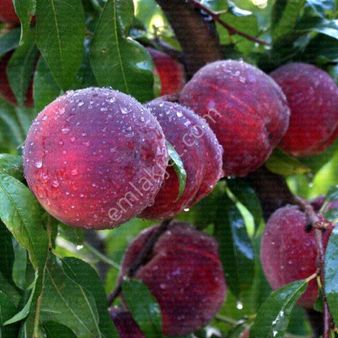 Yetkili Ofis-100 Dönüm Şeftali Nektarin Ev Ve Büyük Başçiftliği