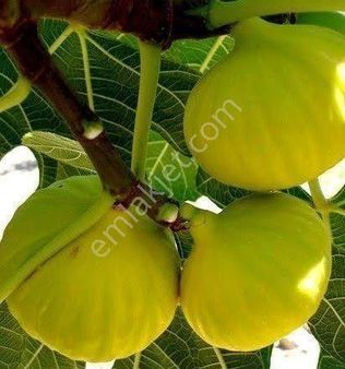 Takasa Uygun Gürleyik'te 4 Dönüm İncir Bahçesi