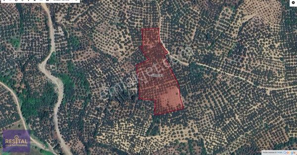 Yalıçiftlik Satılık Manzaralı Zeytinlik