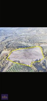 Bursa / Gemlik / Osmangazi Seçköy / Muratoba 25.000 M2 Tarla