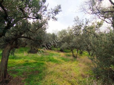 Beka Gayrimenkul'den Yeniköyde 2226 M2 Göl Manzaralı Zeytinlik