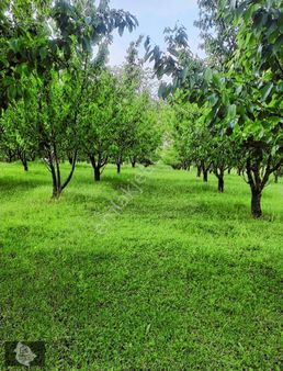 Deydinlerde İmara Sıfır Yatırımlık Bahçe