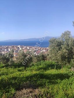 Bursa Mudanya Hasanbeyde Deniz Manzaralı Zeytinlik