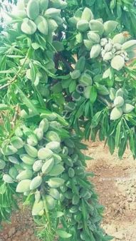 Satılılık Bahçe, Yetişkin 20 Dönüm Badem