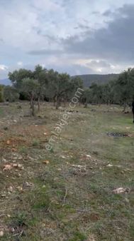 Satılık Zeytin Ağaçlı Tarla