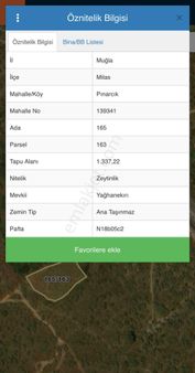 Bafa Gölü Manzaralı Satılık Zeytinlik