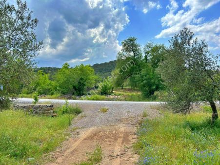 Uytun'dan Havran'da Yola Cepheli 5 Dönüm Üzeri Fırsat Zeytinlik!