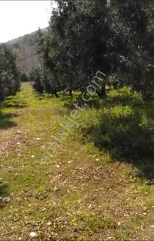 Karacabey Gölecik Köyünde Satılık Bakımlı Zeytinlik