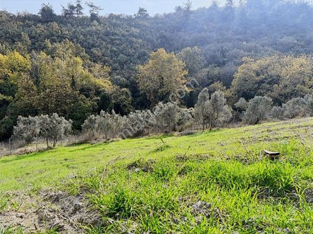 Mudanya Çepnide Hobi Bahçesi İçin Uygun Yatırımlık