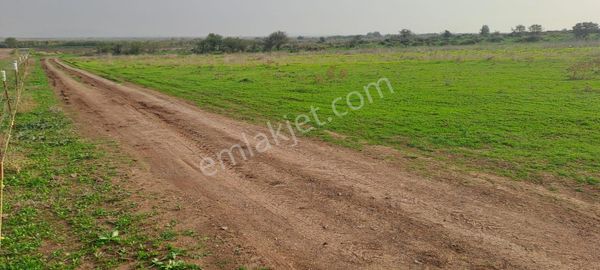 İzmir Foça Yenibağ Arası Satılık Tarla
