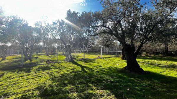 Başaran Emlak'tan Edremit Zeytinli Köyünde Muhteşem Zeytin Arazisi