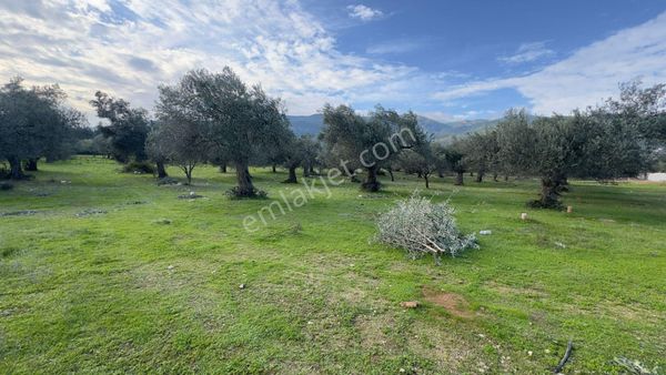 Başaran Emlak'tan Güre'de 390 M2 İmarlı Arsa