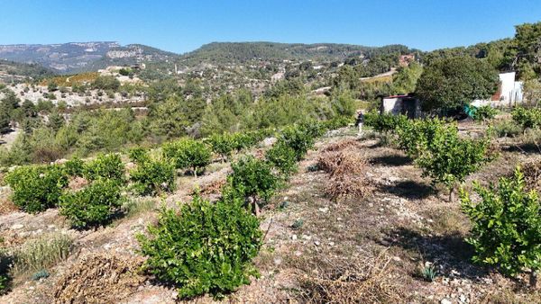 Thor'dan Erdemli Karayakup'ta 8.000 M² Satılık Limon Bahçesi!